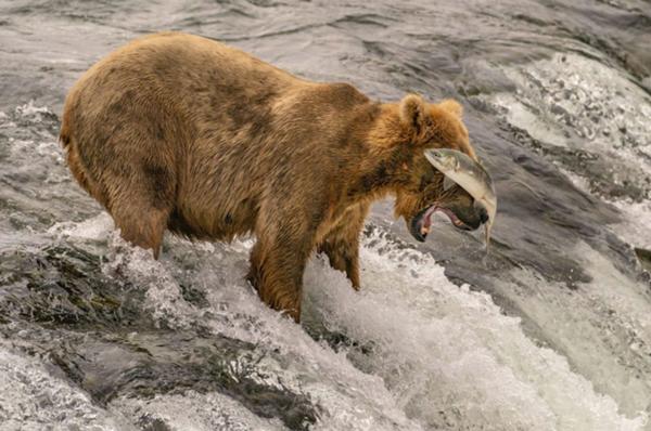 コディアックベアの面白ネタ 写真 画像 の人気まとめ ラベル ボケて Bokete ページ230