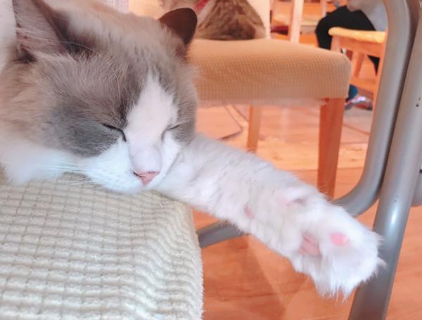 猫カフェのお題一覧 ボケて Bokete