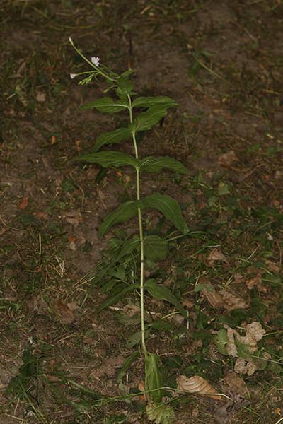 雑草ってのはなぁ、どんなに踏まれても決して倒れn 2016年06月13日のその他のボケ[42568895] ボケて（bokete）