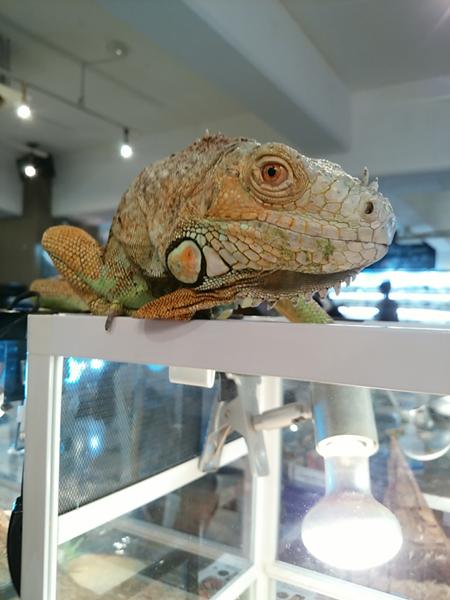 2018年01月22日夜ごろに投稿されたきのぴ~さんのお題 ボケて(bokete)