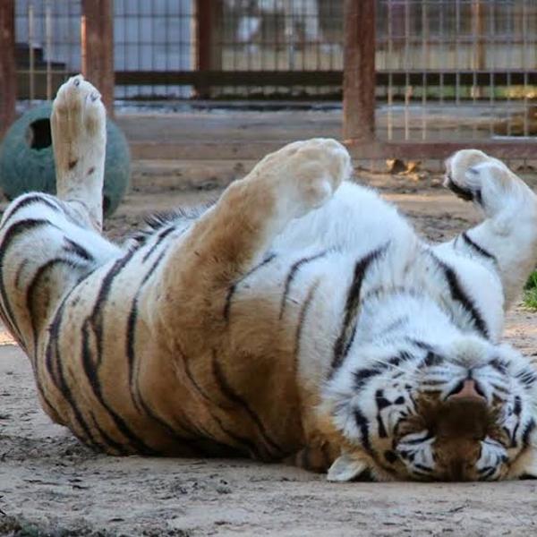 インパラ買って〜 出版へのボケ[81724859] ボケて（bokete）