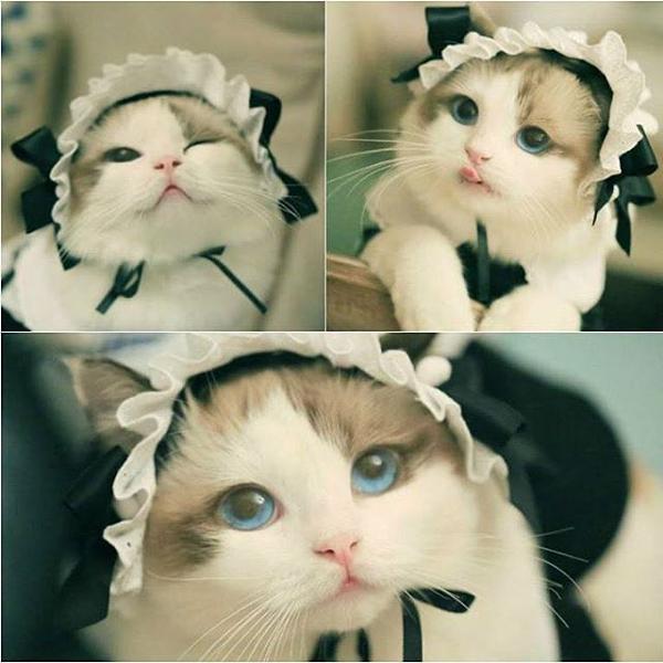 猫ミュージシャンの面白ネタ 写真 画像 の人気まとめ タグ ボケて Bokete