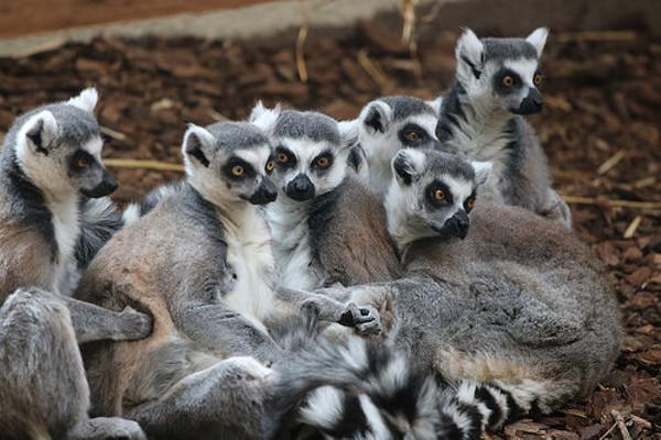 クラスでおとなしい子が いきなりキレ出した キツネザルへのボケ[66367000] ボケて（bokete）