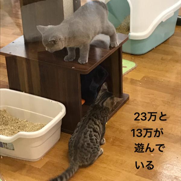 それを微笑ましく見ている私、プライスレス ネコへのボケ[69274651] ボケて（bokete）