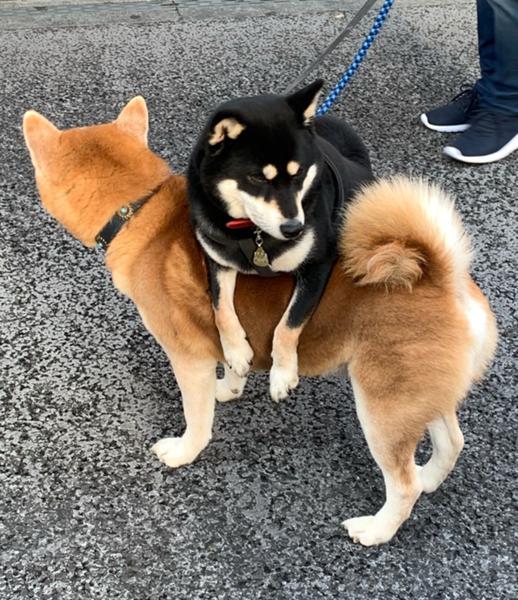 柴犬の面白ネタ 写真 画像 の人気まとめ ラベル ボケて Bokete ページ163