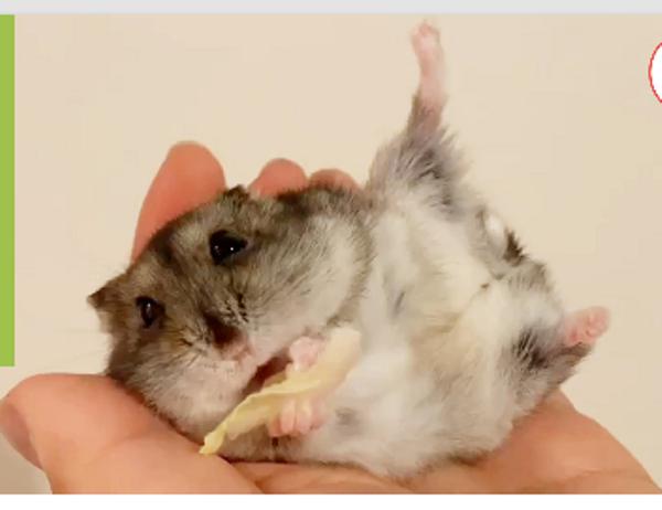 ハムスターの面白ネタ 写真 画像 の人気まとめ ラベル ボケて Bokete ページ164