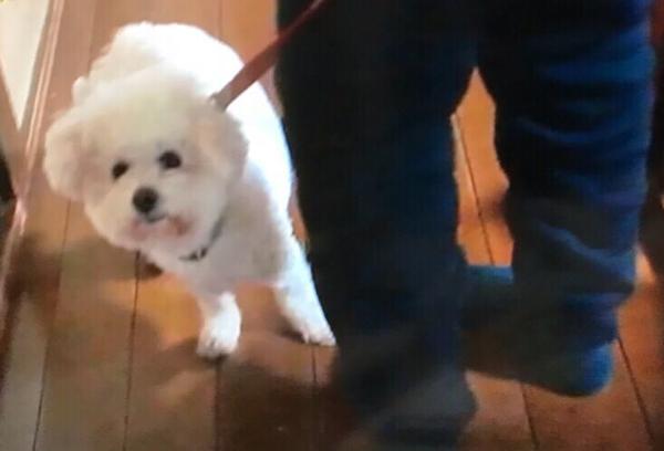 ビション フリーゼ犬の面白ネタ 写真 画像 の人気まとめ ラベル ボケて Bokete ページ2