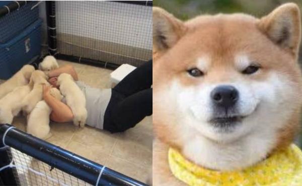 秋田犬の面白ネタ 写真 画像 の人気まとめ ラベル ボケて Bokete ページ268