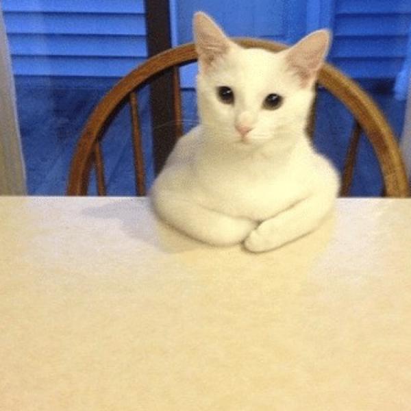 猫カフェの面白ネタ 写真 画像 の人気まとめ タグ ボケて Bokete