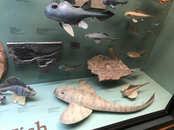 古代生物のお題一覧 ボケて Bokete