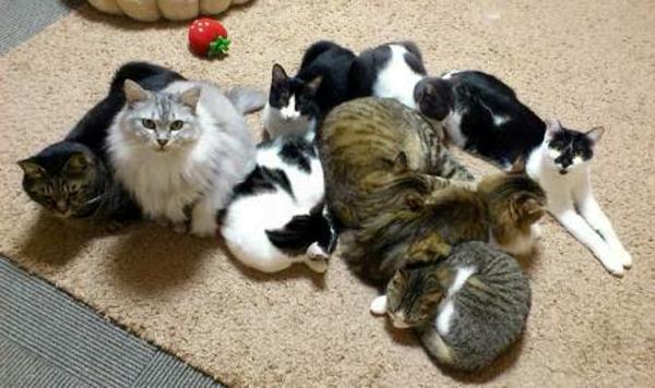 猫カフェのお題一覧 ボケて Bokete