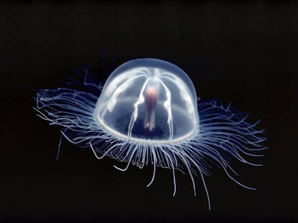 動物プランクトンの面白ネタ 写真 画像 の人気まとめ ラベル ボケて Bokete ページ8