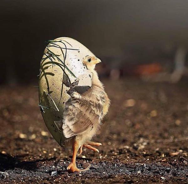 ひよこの面白ネタ 写真 画像 の人気まとめ タグ ボケて Bokete ページ2