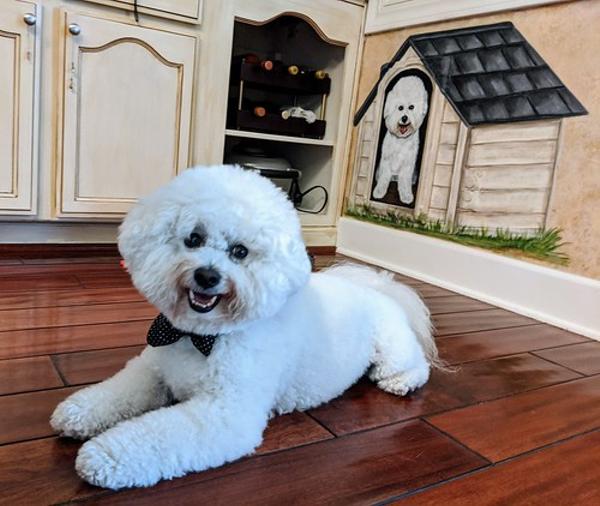 ビション フリーゼ犬の面白ネタ 写真 画像 の人気まとめ ラベル ボケて Bokete ページ39