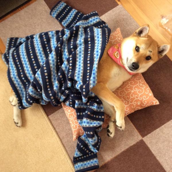 犬の服の面白ネタ 写真 画像 の人気まとめ ラベル ボケて Bokete ページ69