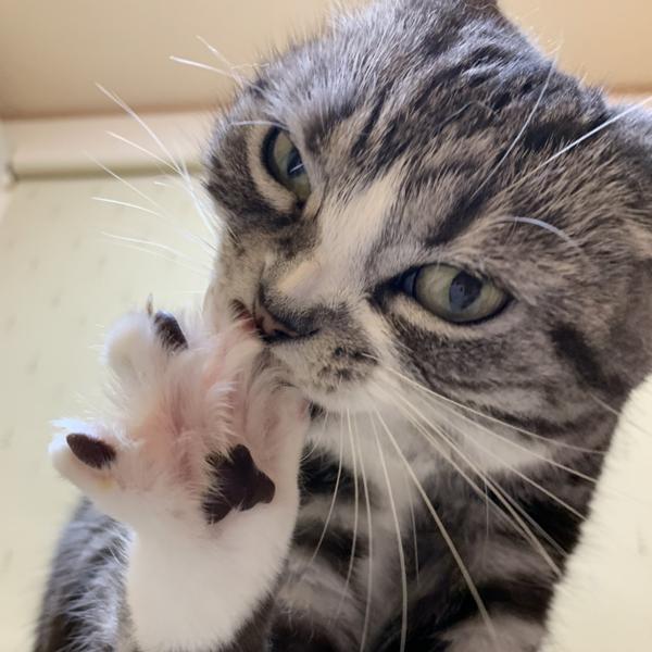 猫カフェの面白ネタ 写真 画像 の人気まとめ タグ ボケて Bokete ページ10