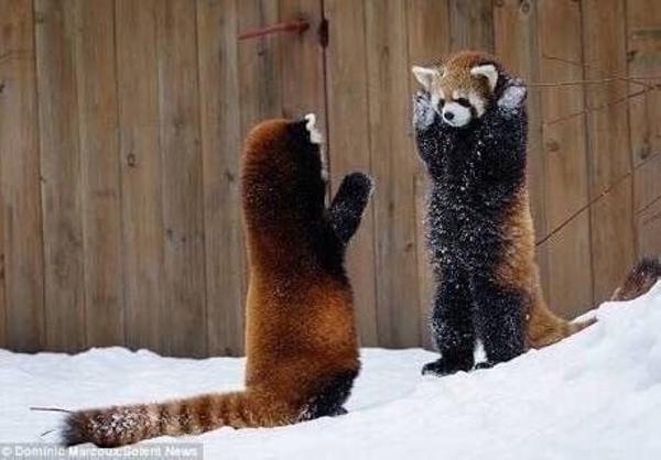 レッサーパンダの面白ネタ 写真 画像 の人気まとめ ラベル ボケて Bokete