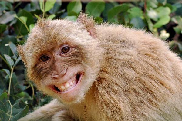 猿の面白ネタ 写真 画像 の人気まとめ ラベル ボケて Bokete ページ3 猿の面白ネタ 写真 画像 の人気まとめ ラベル ボケて Bokete ページ3