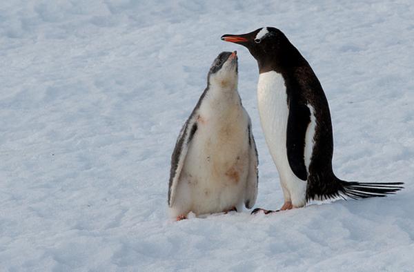 ペンギンの面白ネタ 写真 画像 の人気まとめ ラベル ボケて Bokete ページ251