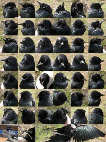 カラスの面白ネタ・写真(画像)の人気まとめ【タグ】 - ボケて(bokete)