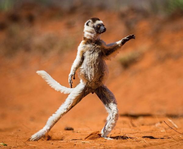 ふかわりょうの面白ネタ 写真 画像 の人気まとめ タグ ボケて Bokete