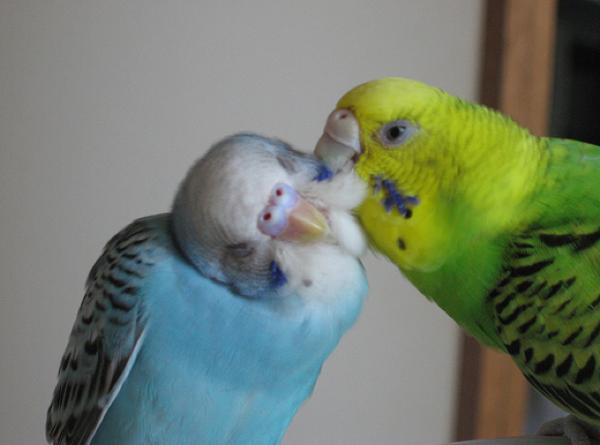 インコの面白ネタ 写真 画像 の人気まとめ ラベル ボケて Bokete ページ16