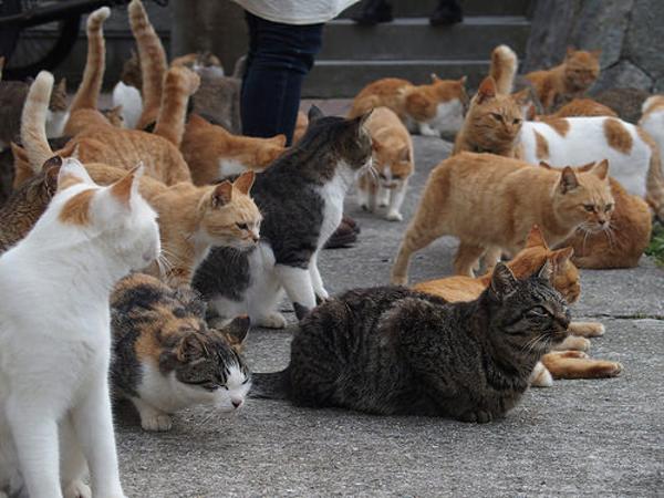 劇団四季 キャッツ オーディション会場 2015年12月25日の動物の