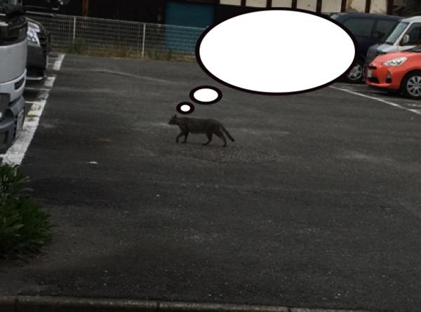 本当は佐川が良かった 2016年10月21日の動物のボケ[45584178] ボケて（bokete）