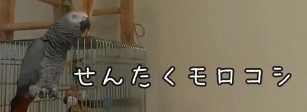 ずぅちゃんのお題一覧 ボケて Bokete