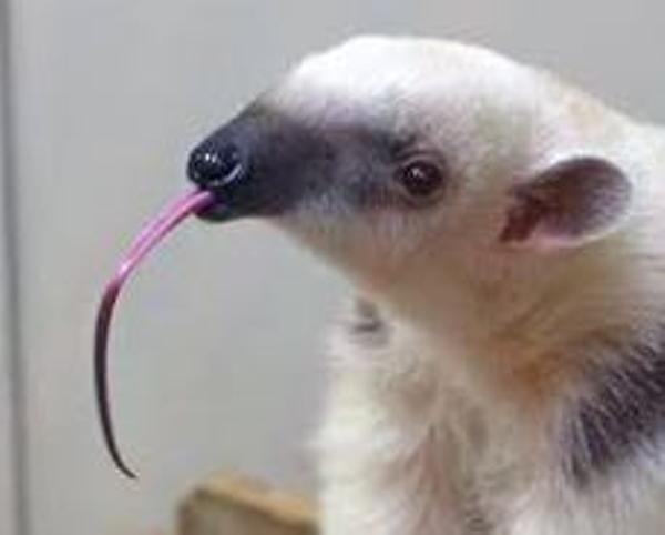 アリクイのお題一覧 ボケて Bokete