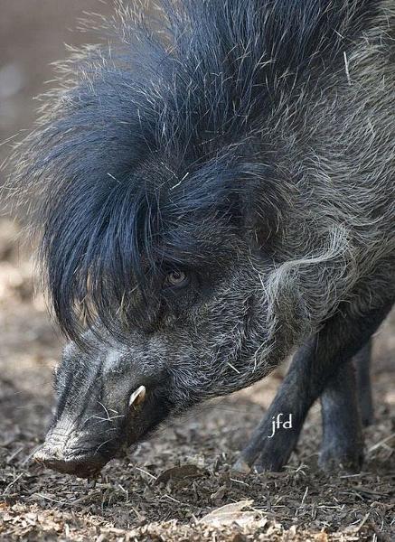 イノシシのお題一覧 ボケて Bokete