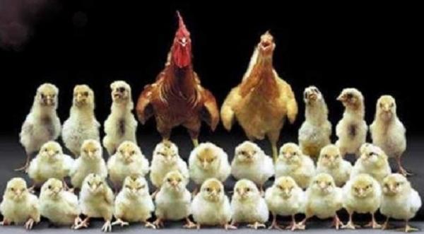 にわとりの面白ネタ 写真 画像 の人気まとめ タグ ボケて Bokete にわとりの面白ネタ 写真 画像 の人気まとめ タグ ボケて Bokete