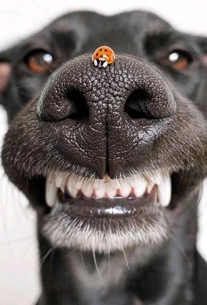 てんとう虫のお題一覧 ボケて Bokete