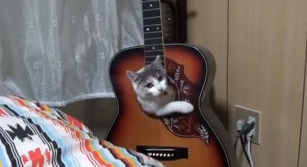 エレキギターの面白ネタ 写真 画像 の人気まとめ ラベル ボケて Bokete ページ15