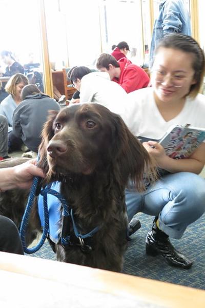 ドイツ語スパニエルの面白ネタ 写真 画像 の人気まとめ ラベル ボケて Bokete ページ3