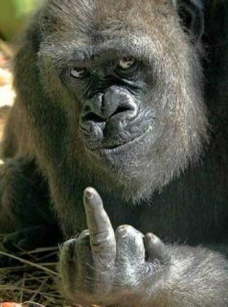 ニシローランドゴリラの面白ネタ 写真 画像 の人気まとめ ラベル ボケて Bokete ページ186