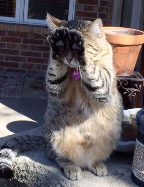 猫カフェの面白ネタ 写真 画像 の人気まとめ タグ ボケて Bokete ページ2