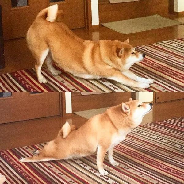 犬の面白ネタ 写真 画像 の人気まとめ ラベル ボケて Bokete ページ5