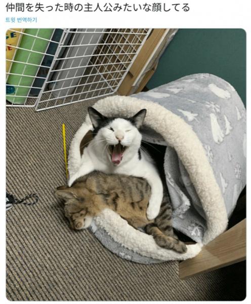 年11月10日朝ごろに投稿されたマエリベリ ハーンさんのお題 ボケて Bokete