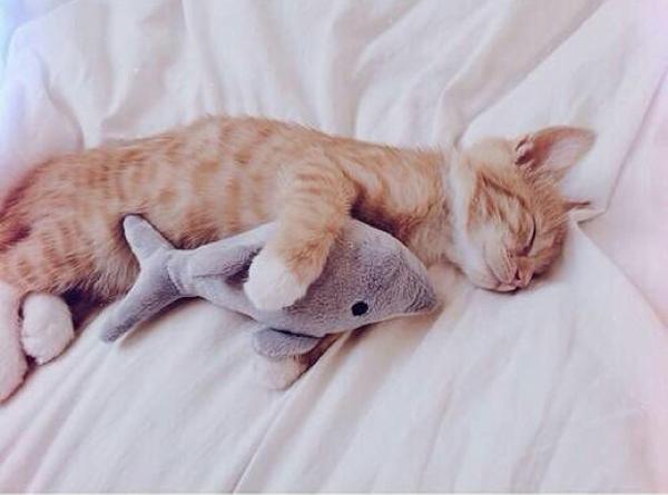 イルカの夢でさようなら 盈虧さんが イルカと一緒に睡眠グー Zzz に星を2個つけました ボケて Bokete