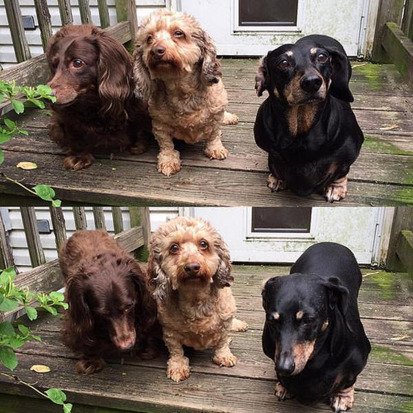 ボイキン スパニエルの面白ネタ 写真 画像 の人気まとめ ラベル ボケて Bokete ページ4