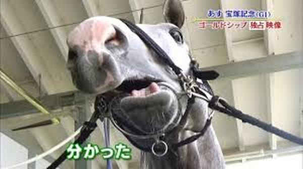 ナイスネイチャの面白ネタ 写真 画像 の人気まとめ タグ ボケて Bokete