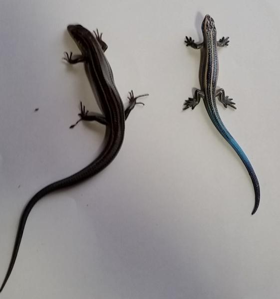 トカゲのお題一覧 ボケて Bokete