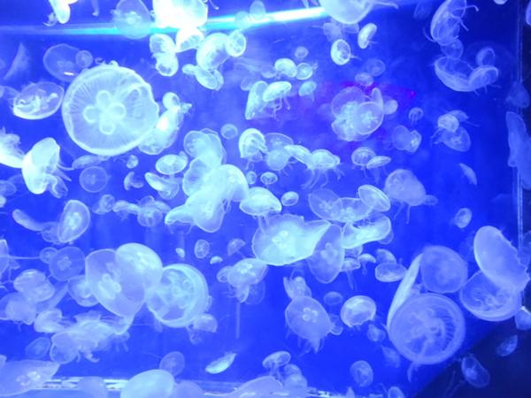 くらげのお題一覧 ボケて Bokete