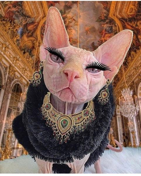 化け猫だったのか 犬襲う訳だｎｙ 道楽右衛門 ボケ犬幽霊と仲間たちさんが デヴィ夫人 384歳 に星を2個つけました ボケて Bokete