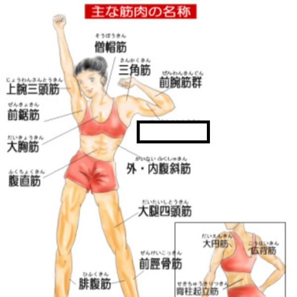 きんにく 16年08月04日夜ごろに真っ赤なゆみさんが投稿したお題 ボケて Bokete