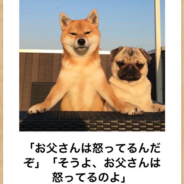 古代の犬の品種の面白ネタ 写真 画像 の人気まとめ ラベル ボケて Bokete ページ198