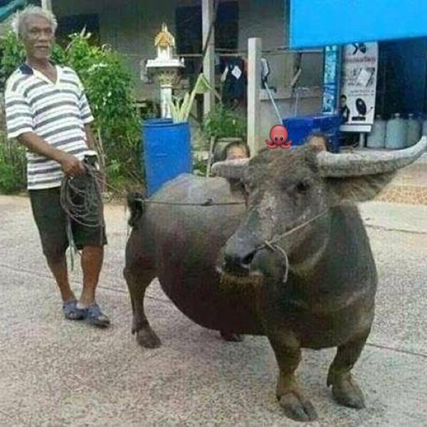 短足牛 16年07月30日夕方ごろにireneアイリーンさんが投稿したお題 ボケて Bokete