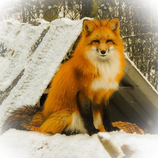 お手って言ったら、コイツなに言ってるのって顔された 写真で一言ボケて(bokete) ボケて