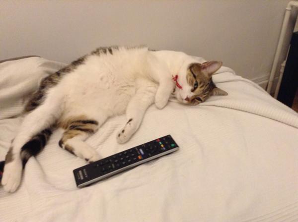 眠い 起きたくないにゃん 笑 ネコへのボケ ボケて Bokete